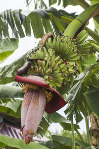 Potenciador del Crecimiento de Raíces de Plantas Orgánicas Especialmente para Plantaciones de Plátano - Product Image 3