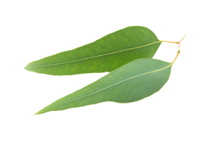 Hydrosol d'eucalyptus biologique sous forme liquide exporté en vrac par un fournisseur de normes de qualité à base de feuilles - Product Image 4