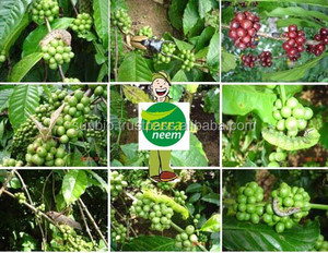 Fertilizante orgánico de la mejor calidad, residuos de aceite de neem, primera calidad, kern de semillas de neem - Product Image 5