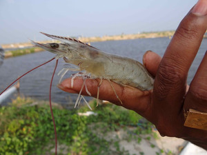 Additifs probiotiques de qualité alimentaire pour animaux en poudre, enzyme méthionine, conservateur pour crevettes ayant des problèmes intestinaux - Product Image 4