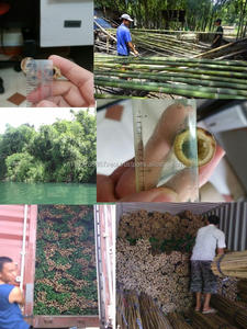 เสาไม้ไผ่ธรรมชาติของเวียดนามในปริมาณมากราคาประหยัด - Product Image 5