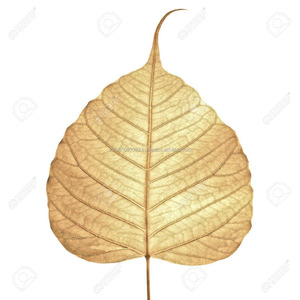 ดอกไม้และต้นไม้สำหรับตกแต่งในร่มใบไม้โพธิ์ตากแห้ง - Product Image 4