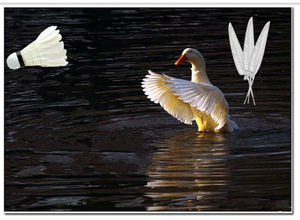 ลูกขนไก่แบดมินตันเกรด A ขนเป็ด สองชั้น หัวคอร์ก สำหรับฝึกซ้อม ขายส่ง - Product Image 6
