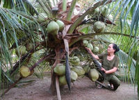 Vente en gros de lait de coco du Vietnam - Fabricant OEM/ODM - Marque privée, conception gratuite, approvisionnement en vrac pour l'exportation