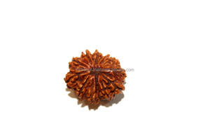 Gemmes Rudraksha à personnaliser, 22 Mm, pierres précieuses à customiser, motifs: 12 Mukhi, visage du népal, NP pour la deuxième fête - Product Image 3