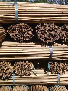 Natural <b>Bamboo</b> <b>Canes</b> - Product Image 5
