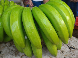 FRESH CAVENDISH BANANA Vietnam 2024 - Product Image 4