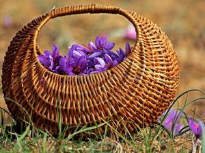 Finest Mogra Saffron Cachemira India Impresionantes beneficios para la salud Raw Dry Herb Spice Stick Pattern Tipo de cártamo-Fuente directa - Product Image 3