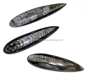 Fósil de Orthoceras Natural, Cabujón de Piedra de Pez en Forma de Pera de Buena Calidad - Product Image 1