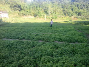 Hojas de hierba de jalea negra secas-materia prima para hacer gelatina de hierba - Product Image 3