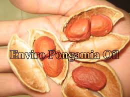 น้ำมันคารานจาสกัดด้วยวิธีสกัดเย็นใช้สำหรับไบโอดีเซลชีวภาพและสารกำจัดศัตรูพืชอินทรีย์ในการเกษตร - Product Image 4