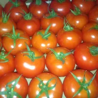 Taze domates toptan sebze taze domates ambalaj düşük fiyat ile