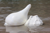 Coquille de conque blanche naturelle Shankha, écologique, polie, pour rituels hindous, Puja, autel, décoration spirituelle pour la maison, vente en gros
