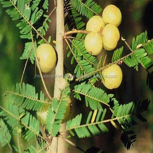 शुद्ध amblica Officinalis निकालने