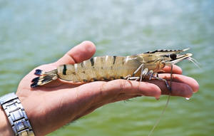 Suplemento Probiótico BioGut para Camarones Tigre, Aditivos Premium para Alimentación Animal - Product Image 5