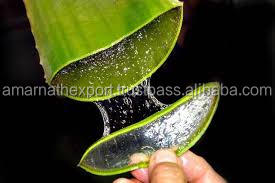 Principaux fournisseurs en gros d'huile d'aloe vera vierge au prix de gros huile d'aloe Vera Extra vierge fabriquée en inde - Product Image 2