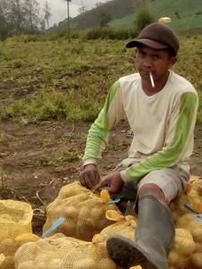 Pommes de terre blanches non traités, original, indonésie - Product Image 3