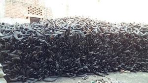 Corne du marmite/de bœuf/de vache, pour la décoration, fait en inde, matériel biologique Vintage poli rw0088, 34648 - Product Image 1