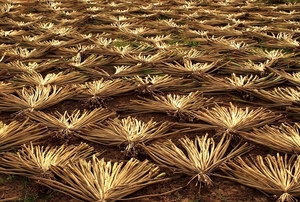 Emplacements à eau séchées pour fabrication artisanale, vente en gros - Product Image 2