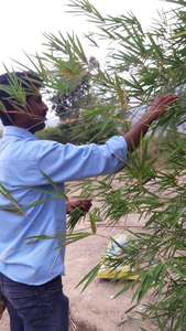 Extrait de thé vert de feuille de bambou frais de qualité supérieure extrait de solvant SUSIBAL de qualité alimentaire emballé sous vide pour les variétés de thé - Product Image 4