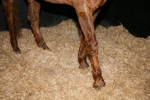 Virutas de madera de pino al mejor precio para ropa de cama de animales para proporcionar comodidad e higiene-Póngase en contacto con Vivian Ha en + 84 33 88 20 462 - Product Image 3