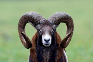 แรมฮอร์น/สัตว์ฮอร์นผู้ผลิตในประเทศอินเดีย2016 - Product Image 3