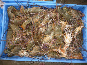 Queue de sonoff glacée, 1 pièce, emballage de clé, en vrac, étagère de poids, Type nature, frais, transportable