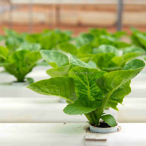 ปุ๋ยอินทรีย์ชีวภาพสารเติมแต่งที่เป็นประโยชน์สำหรับการทำฟาร์มไฮโดรโพนิก - Product Image 5