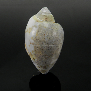 Pierre précieuse naturelle Ishu Gems Designer, coquille Druzy, 24x43mm, 17,16 g, en vrac, identique à l'image - Product Image 3