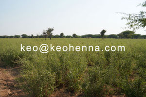 ISO GMP HALAL ORGANIC ECOCERT Certificado a granel orgánico Mehandi Henna Hair Color Powder La mejor calidad con fabricante OEM - Product Image 6