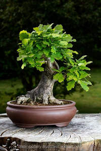Bonsai maceta - Product Image 1