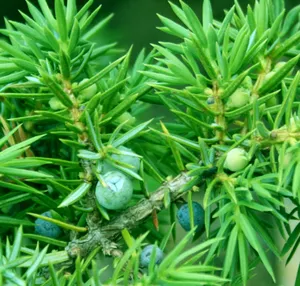 Juniper Beeren Ätherisches Öl Juniper Nadeln Ätherisches Öl Juniperus Communis Ätherisches Öl