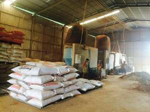 Polvo de Incienso JOSS, Polvo de Incienso de Litsea Glutinosa, Envasado en Cartón, Incienso en Espiral Hecho de Material de Goma - Product Image 5