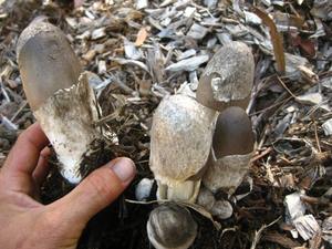 เวียดนามที่มีคุณภาพสูงฟางเห็ดในน้ำเกลือ/Ms Tracy - Product Image 3