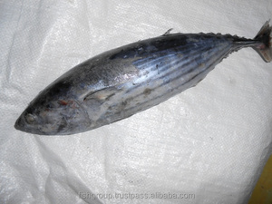 Organic Skipjack Tilapia Whole Fresh Frozen Bulk Box Mariscos secos Piel preservada Proveedor de confianza para filete de pescado Estante largo - Product Image 3