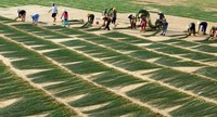 Pot bunga anyaman lamun dalam ruangan dengan tegakan rotan kokoh untuk penggunaan lantai bergaya dan dekorasi rumah