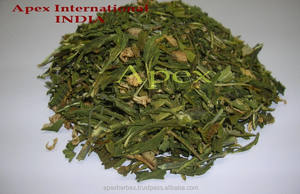 Feuilles de Rosea Vinca, feuille de cantharanthe, de roseeus, de Sadabahar - Product Image 3