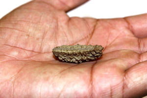 Rudraksha-cuentas para Rudraksha, 1 unidad, marrón, 10122740 - Product Image 4