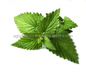 Huile essentielle de menthe verte 100% pure naturelle biologique de fournisseur biologique de confiance, Mentha Spicata, certifiée ISO9001, hydratante - Product Image 4