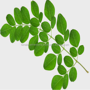 Polvo de hoja de Moringa natural, polvo de Moringa orgánico de grado alimenticio