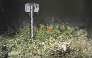 Machine de recyclage des déchets organiques compacte ExBio en acier inoxydable, moteur 2 CV, faible odeur, faible coût d'exploitation, idéale pour les écoles et les hôpitaux - Product Image 6