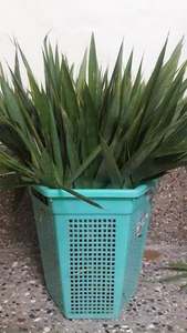 Extrait de thé vert de feuille de bambou frais de qualité supérieure extrait de solvant SUSIBAL de qualité alimentaire emballé sous vide pour les variétés de thé - Product Image 3