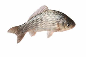 ผงโปรไบโอติกเกรดอาหารสัตว์ที่ดีที่สุดสำหรับการเพาะเลี้ยงสัตว์น้ำวิตามินและเอนไซม์เป็นเครื่องมือย่อยสลายทางชีวภาพสำหรับบ่อปลา - Product Image 6