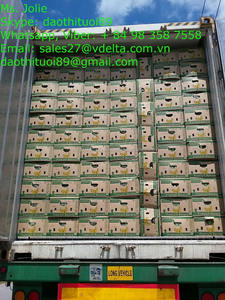 FRESH CAVENDISH BANANA Vietnam 2024 - Product Image 6