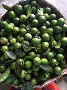 Vietnam citron rose frais 4cm 6cm citron pour jus thé salade qualité d'exportation 5kg 10kg Carton filet sac fournisseur - Product Image 2