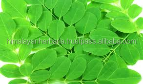 Natural <span class=keywords><strong>Moringa</strong></span> <span class=keywords><strong>Leaf</strong></span> Powder Food Grade <span class=keywords><strong>Moringa</strong></span> Powder organik <span class=keywords><strong>Moringa</strong></span> <span class=keywords><strong>Leaf</strong></span> Powder - Product Image 2