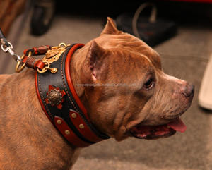 <span class=keywords><strong>Collar</strong></span> de perro de cuero grande de diseño personalizado profesional al por mayor Diseña tu propio logotipo collares de lujo para mascotas con hebilla dorada