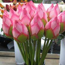 Fresh Lotus Decorative <b>Flowers</b> & Plants in Pink and White - Product Image 4