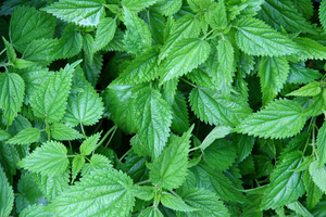 Tabletas de Hoja de Ortiga 100% Naturales (Urtica Dioica), Extracto Herbal, Extracción por Solvente, Envasado al Vacío - Product Image 2