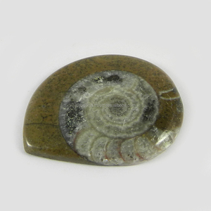 อัญมณีแฮนด์เมด Cabochon สวยงามแฟนซี29X35มม. สีน้ำตาลธรรมชาติ Ammonite 7.70 Gms - Product Image 4